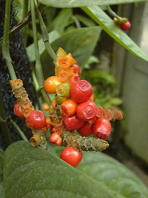 Anadendrum microstachyum