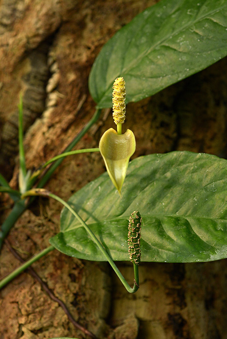 Anadendrum microstachyum