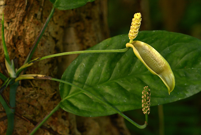 Anadendrum microstachyum