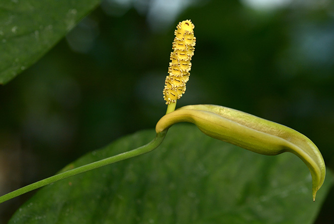 Anadendrum microstachyum