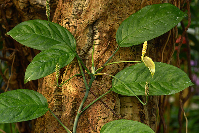 Anadendrum microstachyum