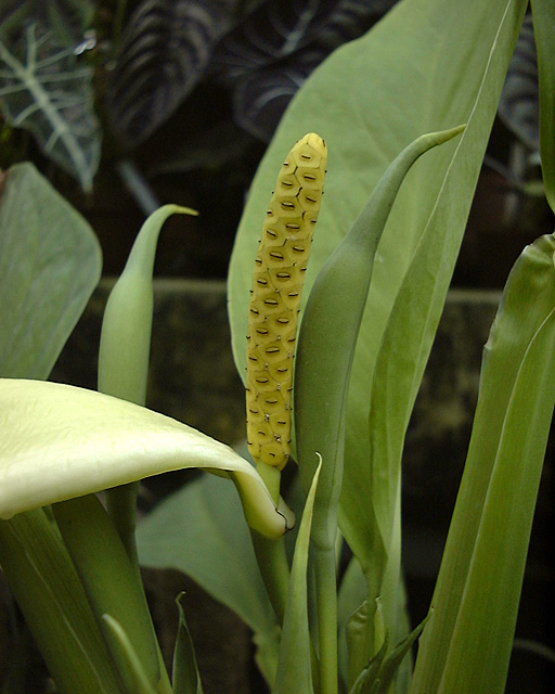 Anadendrum affine