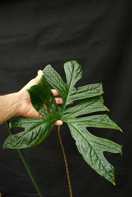 Anaphyllopsis americana