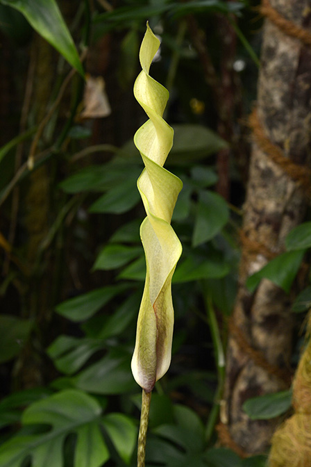 Anaphyllopsis americana