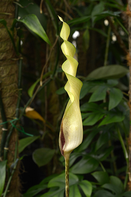 Anaphyllopsis americana