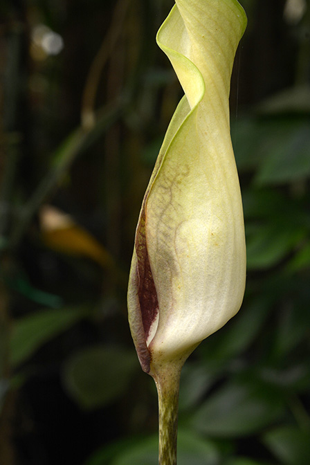 Anaphyllopsis americana