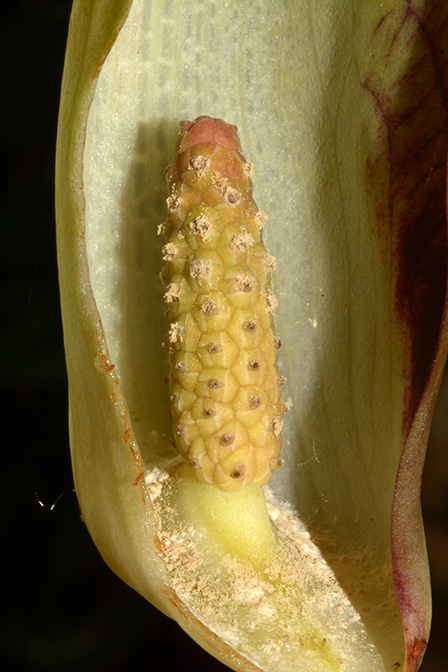 Anaphyllopsis americana