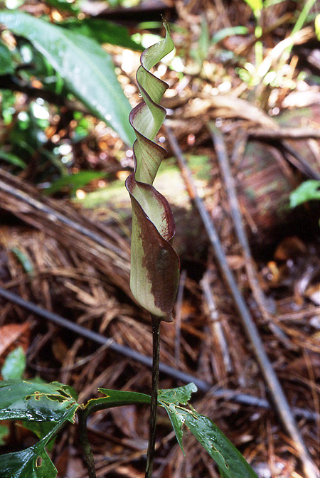 Anaphyllopsis americana
