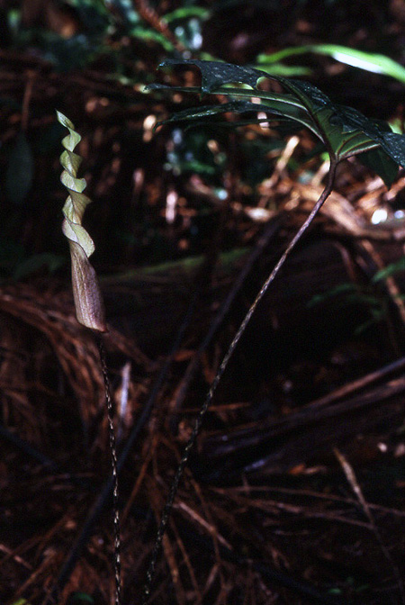 Anaphyllopsis americana