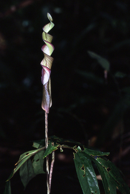 Anaphyllopsis americana