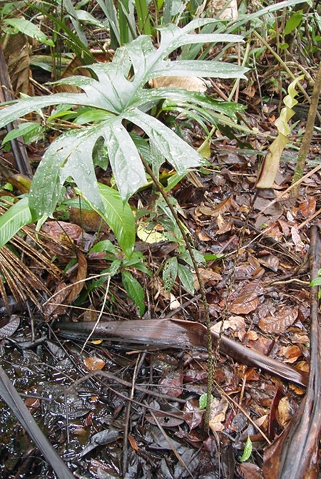 Anaphyllopsis americana