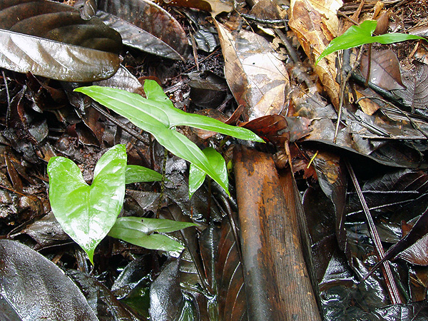 Anaphyllopsis americana