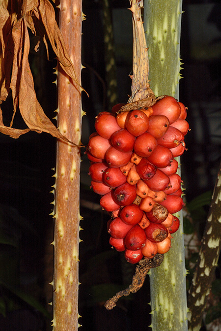 Anchomanes dalzielii