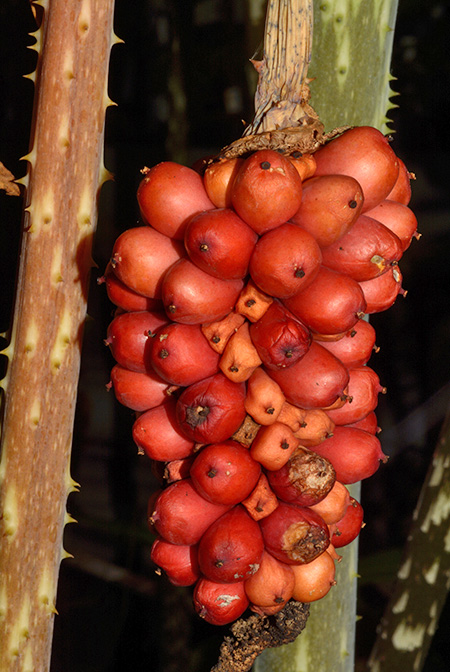 Anchomanes dalzielii