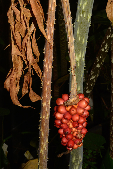 Anchomanes dalzielii