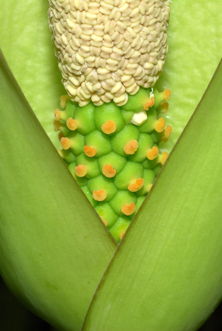 Anchomanes dalzielii