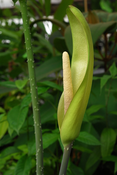 Anchomanes dalzielii