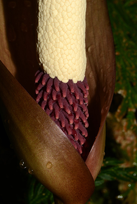 Anchomanes difformis