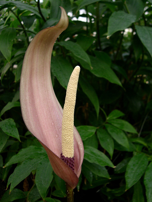 Anchomanes difformis