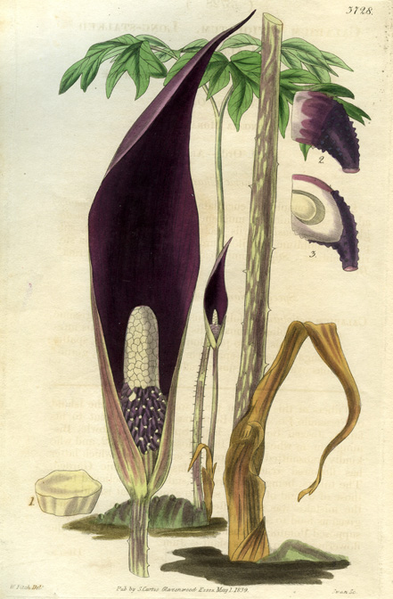 Anchomanes difformis