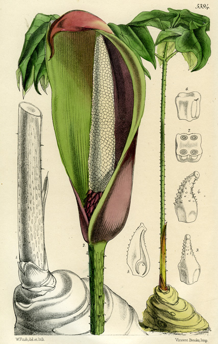Anchomanes difformis