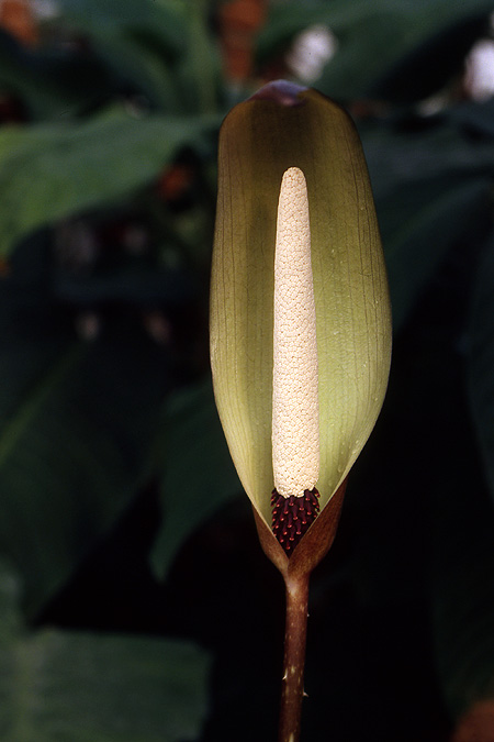 Anchomanes difformis