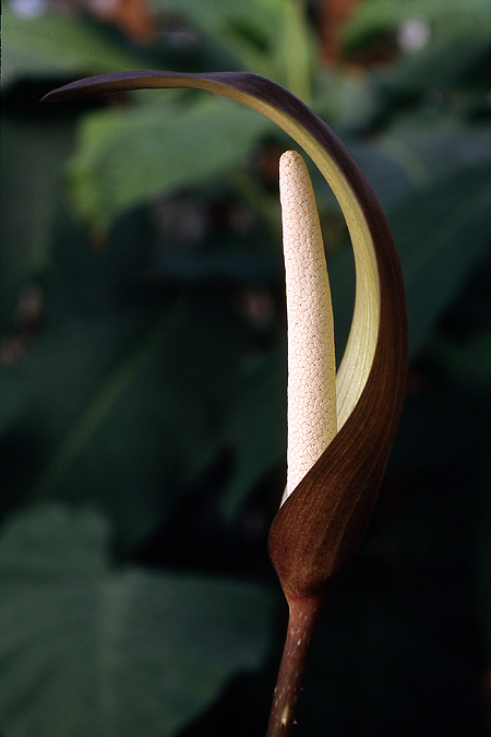 Anchomanes difformis