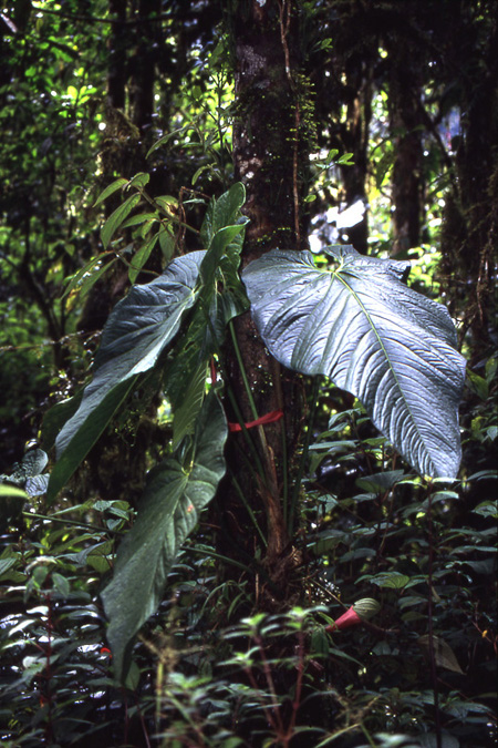Anthurium julianii