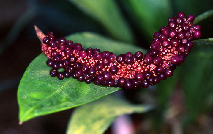 Anthurium acaule