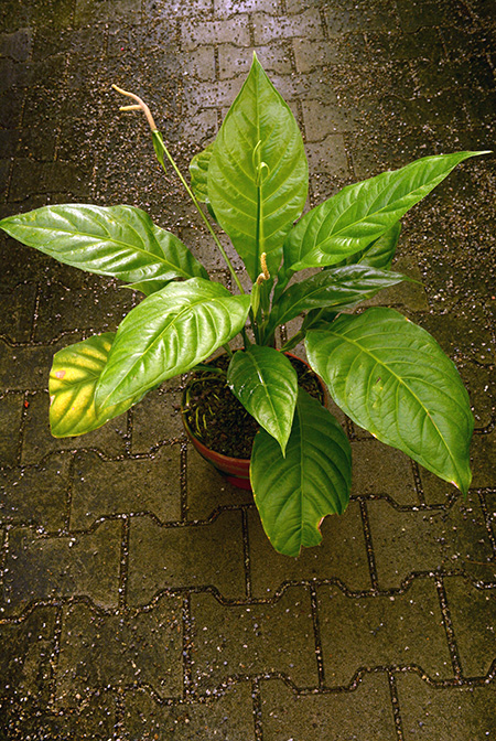 Anthurium acutifolium