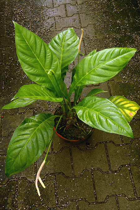 Anthurium acutifolium