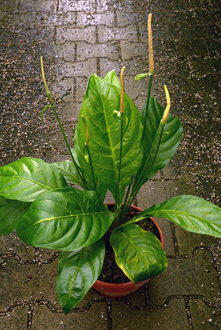 Anthurium acutifolium