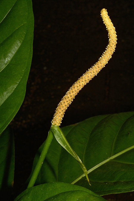 Anthurium acutifolium