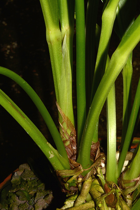 Anthurium acutifolium
