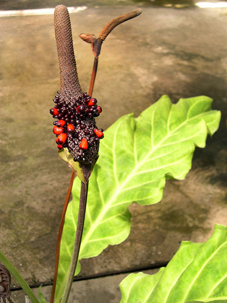 Anthurium affine