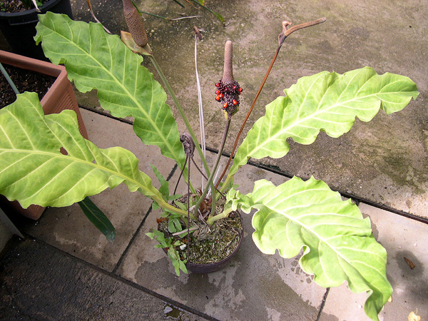 Anthurium affine