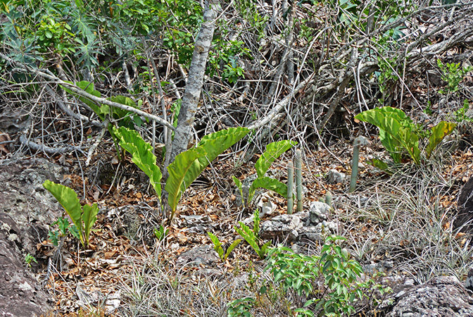 Anthurium affine