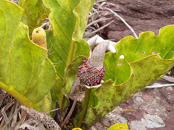 Anthurium affine