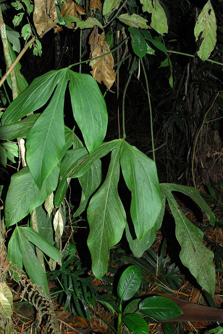 Anthurium alatum