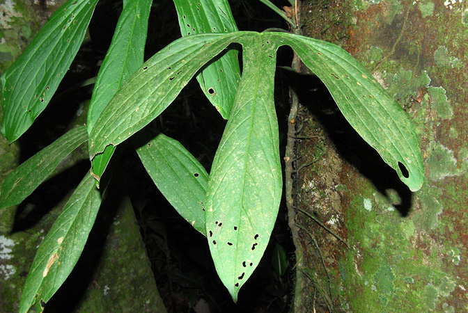 Anthurium alatum
