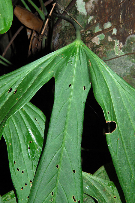 Anthurium alatum