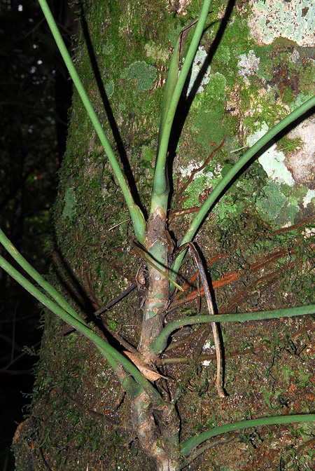 Anthurium alatum