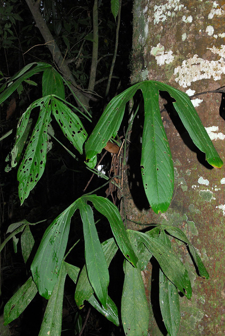 Anthurium alatum