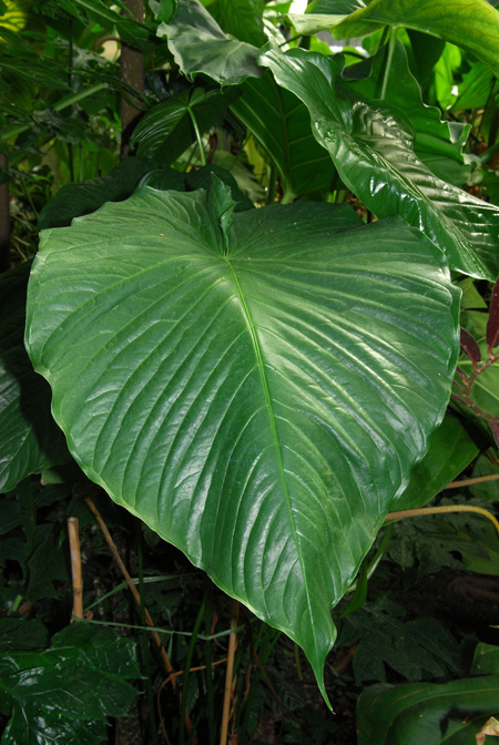 Anthurium albispadix