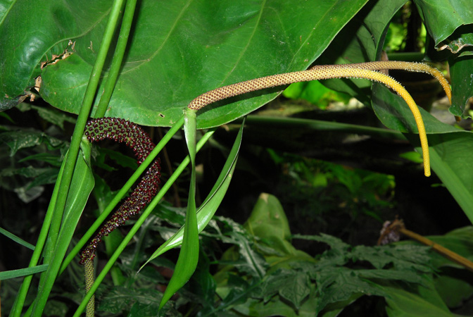 Anthurium albispadix