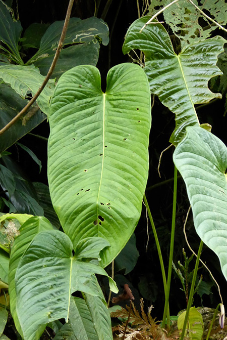 Anthurium alluriquinense