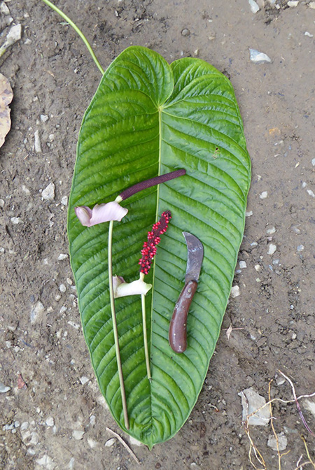 Anthurium alluriquinense