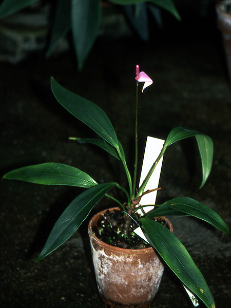 Anthurium amnicola