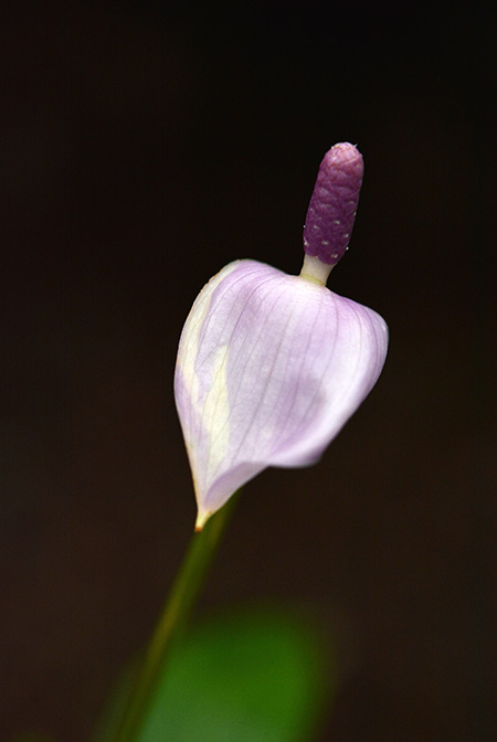 Anthurium amnicola