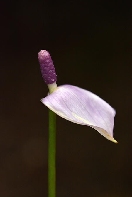 Anthurium amnicola